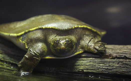 The spiny softshell is among the three turtle species allowed to be commercially harvested in Minnesota. (Adobe Stock)