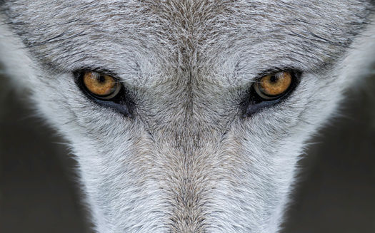 Wildlife protection groups say despite promising numbers in certain regions, America's gray wolf population has not recovered enough to allow hunting of the animal. (Adobe Stock)