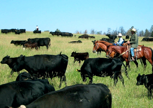 Montana ranchers say they've taken a hit because the United States lacks accurate country-of-origin labeling. (Northern Plains Resource Council)