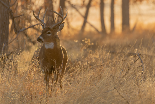 According to the American Veterinary Association, animal health authorities are finding Chronic Wasting Disease in more counties each year. (Adobe Stock)