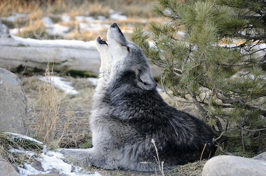 Bills that would change wolf hunting in Montana have hearings before the state Senate Fish and Game Committee this week. (bkilzer/Adobe Stock)