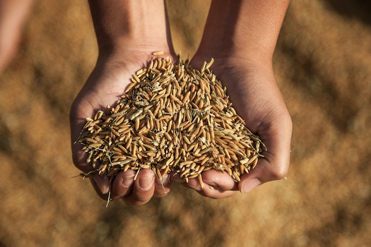 About 9% of the population globally is food insecure. (tong2530/Adobe Stock)