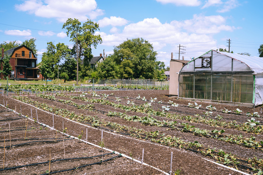 The Detroit Black Community Food Security Network is reimagining ways to grow food in cities, inspired by urban gardens in the 1960s and 70s. (espiegle/Adobe Stock)