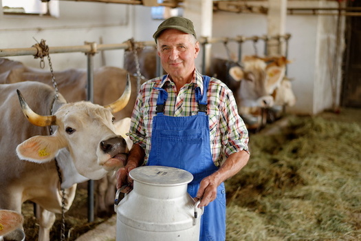 Many agriculture experts argue competition law hasn't addressed increasing buyer power, especially in the seed, hog, livestock, poultry, and dairy industries. (Adobe Stock)