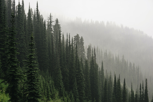 Reforesting Idaho could absorb as much as 4.36 million cubic tons of carbon each year. (jeff/Adobe Stock)