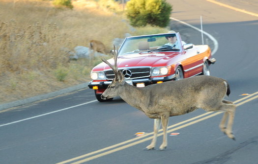 More than 150 people die each year and 290,000 are injured in wildlife-vehicle collisions nationwide. (Don DeBold/Flickr)