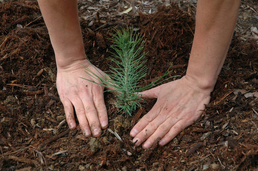 Large-scale reforestation has been identified as a key natural climate solution to increase carbon sequestration as nations work to decrease greenhouse-gas emissions from fossil fuels. (Pixabay)