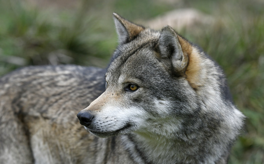 Animal-rights groups are using Wisconsin's recent over-harvest of wolves as an argument for the Biden administration to reverse a Trump administration decision to remove federal endangered-species protections for wolves. (Adobe Stock)