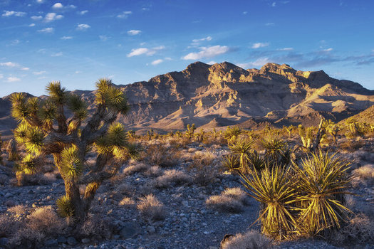 A new bill would expand the Desert National Wildlife Refuge by more than 1.3 million acres. (Kurt Kuznicki)