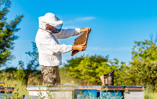 In the 2019-2020 winter, Massachusetts beekeepers reported a 47% drop in colony numbers. (Vadim/Adobe Stock)
