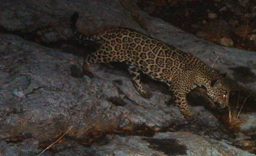 Jaguars are considered an Endangered Species across their range along the border of Mexico and state-level protections exist in Arizona and New Mexico. (defenders.org)
