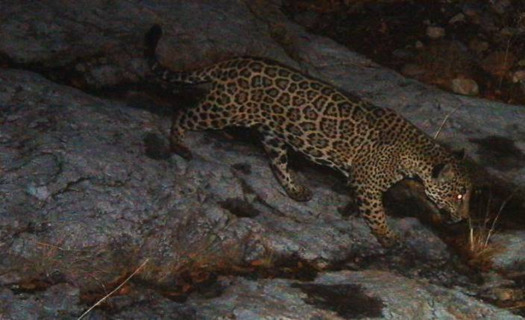 Los jaguares se consideran una especie en peligro de extincin a lo largo de la frontera de Mxico y existen protecciones a nivel estatal en Arizona y Nuevo Mxico. (defenders.org)