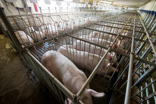 Iowa has more than 10,000 factory farms, up from fewer than 800 in 2001. (agnormark/Adobe Stock)