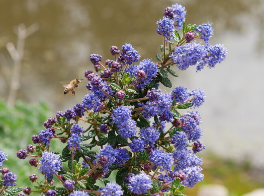 California farmers are starting to use native plants as hedgerows to attract more bees and other beneficial insects. (Michael Serrano)