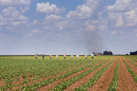 Farmworkers can work 80-hour weeks, but aren't eligible for overtime pay. (David/Adobe Stock)