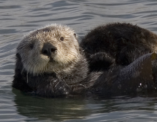 Sea otters can weigh 45 to 65 pounds, and can be injured or killed by a boat strike. (Wikimedia Commons)