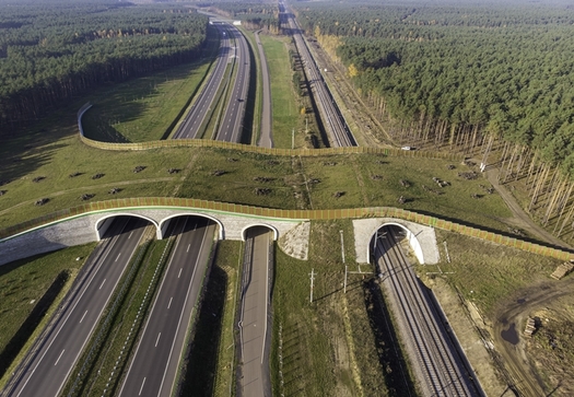 Conservation groups say land bridges can prevent collisions between migrating wildlife and vehicles on highways and rail lines. (jacek/Adobe Stock)
