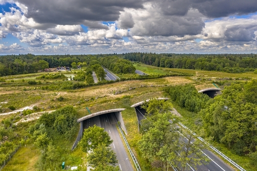 Conservation groups say land bridges can help migrating wildlife by preventing collisions between animals and vehicles on highways and rail lines. (creativenature/Adobe Stock) 