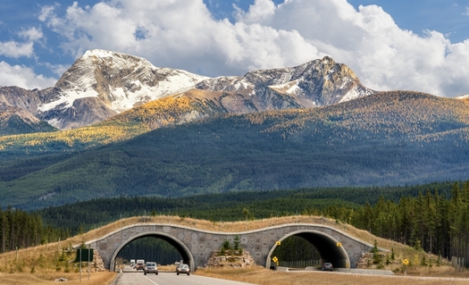 Migrating wildlife is at risk for collisions with vehicles when crossing highways, but land bridges can allow them to safely cross roads and rail lines. (Adobe Stock)