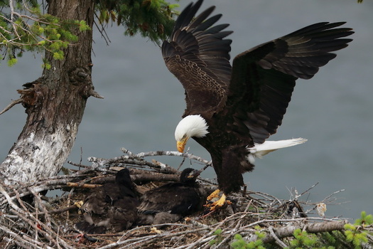 Once near extinction, in 2020 there were an estimated 316,700 bald eagles in the lower 48 states, including 71,400 nesting pairs. (Frank Fichtm�ller/Adobe Stock)