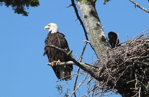 Bald eagles from Canada and the northwest Rockies migrate to Arizona in the winter months to build nests and mate. A 1999 survey found 74 nesting pairs in Arizona, up from only 11 in 1978. (Tagayuki Ogawa/flickr)