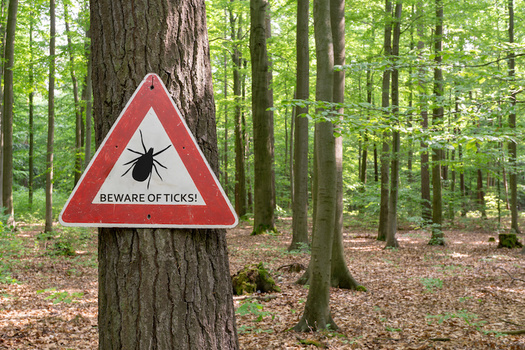 To prevent tick-borne disease, Missouri officials recommend walking in the center of a trail, wearing light colors, long pants and sleeves, and using insect repellent, among other measures. (gabort/Adobe Stock)