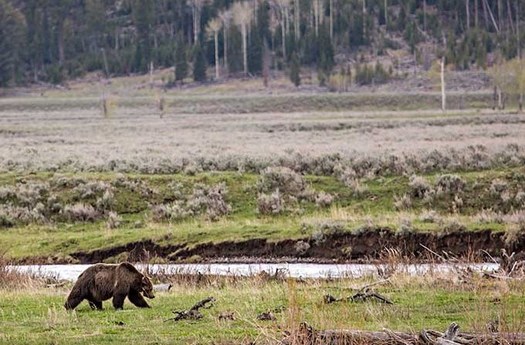 Before hunting and trapping brought grizzlies to the brink of extinction in the early 20th century, tens of thousands roamed across western states. (Neal Herbert/NPS)