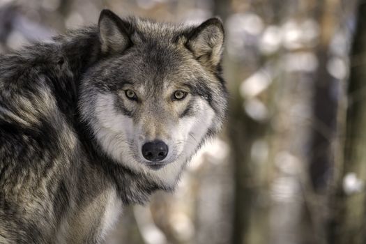 Wildlife-protection groups say despite promising numbers in certain regions, America's gray wolf population has not recovered enough to allow hunting of the animal. (Adobe Stock)