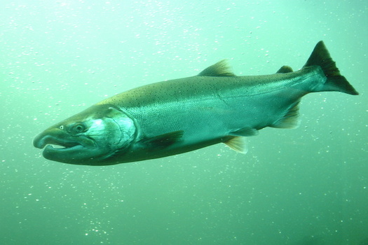 Salmon numbers are declining rapidly in the Snake River, the Columbia River's largest tributary. (norikko/Adobe Stock)