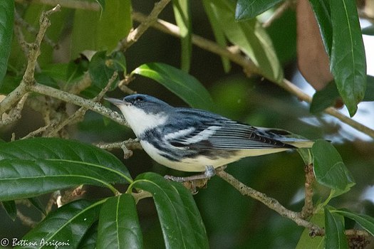 West Virginia's forests support more than 35% of the world's cerulean warblers, an endangered species. (Wikimedia Commons)
