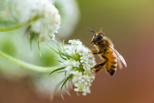 According to Environment America, 90% of wild flowering plants need the help of animal pollinators to survive, and declining bee populations are extremely dangerous for the ecosystem. (Adobe Stock)