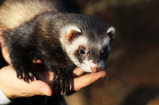 The black-footed ferret is among the dozens of threatened and endangered species in Arizona that would be protected under the Recovering America's Wildlife Act. (iriska/Adobe Stock)