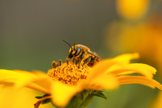 Connecticut, Maryland and Vermont all have banned the sale of neonicotinoids, bee-killing pesticide, according to Environment America. Florida has yet to do so, but the group hopes it also will take action in order to save the insect. (Adobe Stock)