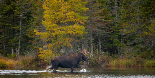Funding from the Recovering America's Wildlife Act could help proactive efforts to protect the Maine moose population, the official state animal. (JMP Traveler/Adobe Stock)