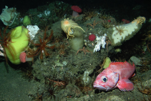 Sponge beds teeming with life, such as this one in Mendocino, can be destroyed by seabed mining. (Northwest Fisheries Science Center/NOAA)