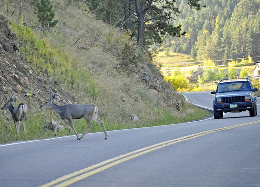 The number of animal-vehicle collisions has doubled in the past 15 years. (Heather Paul/Flickr)