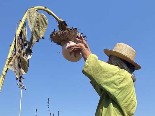 Bernadette Zambrano saves seeds for Sogorea Te' Land Trust, a group based in Oakland that works to return lands to indigenous peoples. (Ines Ixierda)