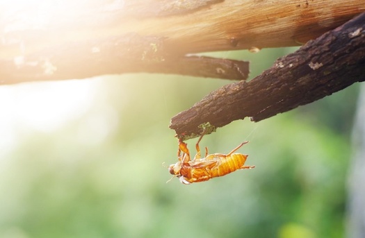 Hoosiers will soon start hearing the cicadas' Brood X mating call at a constant, high volume. And it's expected to last four to six weeks. (Smuangtim/Adobe Stock)