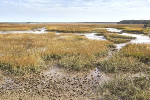 A study by the National Academy of Sciences reveals salt marsh provides an average of $695,000 per square mile a year in protective value to Southeast communities and military installations from storm-surge flooding. (Adobe Stock)