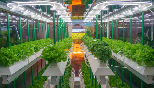 In the United States, hydroponic food production is estimated at $555 million a year, with a projected annual growth of more than 3% over the next decade. (Adobe Stock)