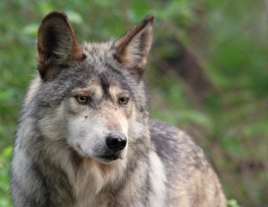 A family of endangered Mexican gray wolves will be released on property owned by communications magnate Ted Turner, where work to breed endangered Bolson tortoises, aplomado falcons and threatened Chiricahua leopard frogs has been successful. (rewilding.org)