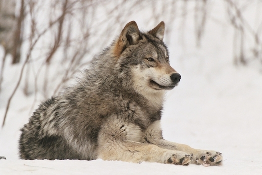 U.S. President Joe Biden has ordered a broad review of the Trump administration's wildlife policies, including the decision to strip Endangered Species Act protections from gray wolves. (wolf.org)