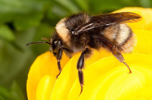 The Western bumblebee population has crashed since the late 1990s. It now is a candidate for listing under the California Endangered Species Act. (Stephen Ausmus/USDA/ARS)