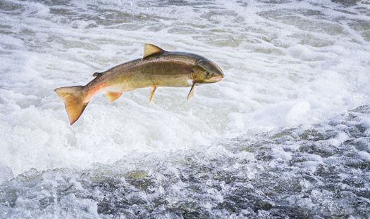 The last wild populations of Atlantic salmon in the United States are found in Maine's rivers, and groups say four hydroelectric dams on the Kennebec River need to be removed to help protect them. (Kevin/Adobe Stock)
