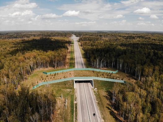 Wildlife crossings can help reduce animal-vehicle collisions, which cause more than 200 human fatalities and more than 26,000 injuries each year. (Adobe Stock)