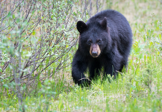 Black bears in Missouri typically are seen south of Interstate 44, although the population is growing. (Jillian/Adobe Stock)