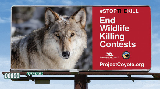 Wyoming is home to many wildlife-killing contests, including the Wyoming Best of the Best and other privately-run events. (Project Coyote)