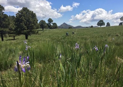 The Biden administration's 30x30 goal to fight climate change by creating new national wildlife refuges, national parks, and wilderness areas won't be possible without congressional action. (nmwild.org)