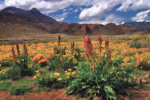 Castner Range, outside of El Paso, contains petroglyphs, remnants of failed tin-mining operations and small stone structures and pottery, according to the El Paso Community Foundation and Franklin Mountain Wilderness Coalition. (riograndesierraclub.org)