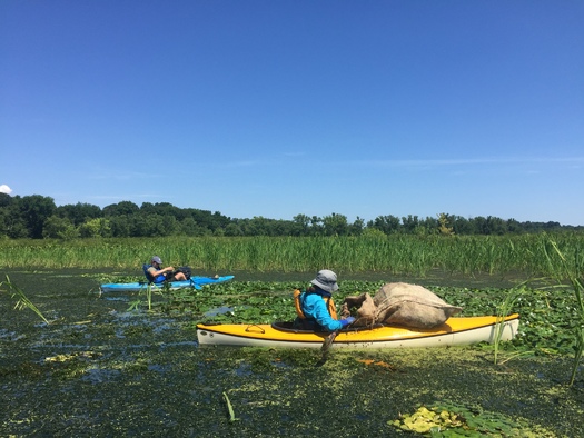Environmental experts suggest anyone traveling on the Connecticut River clean, drain and dry their boats when they take them out of the water to keep from spreading hydrilla. (Kelsey Wentling/CT River Conservancy)